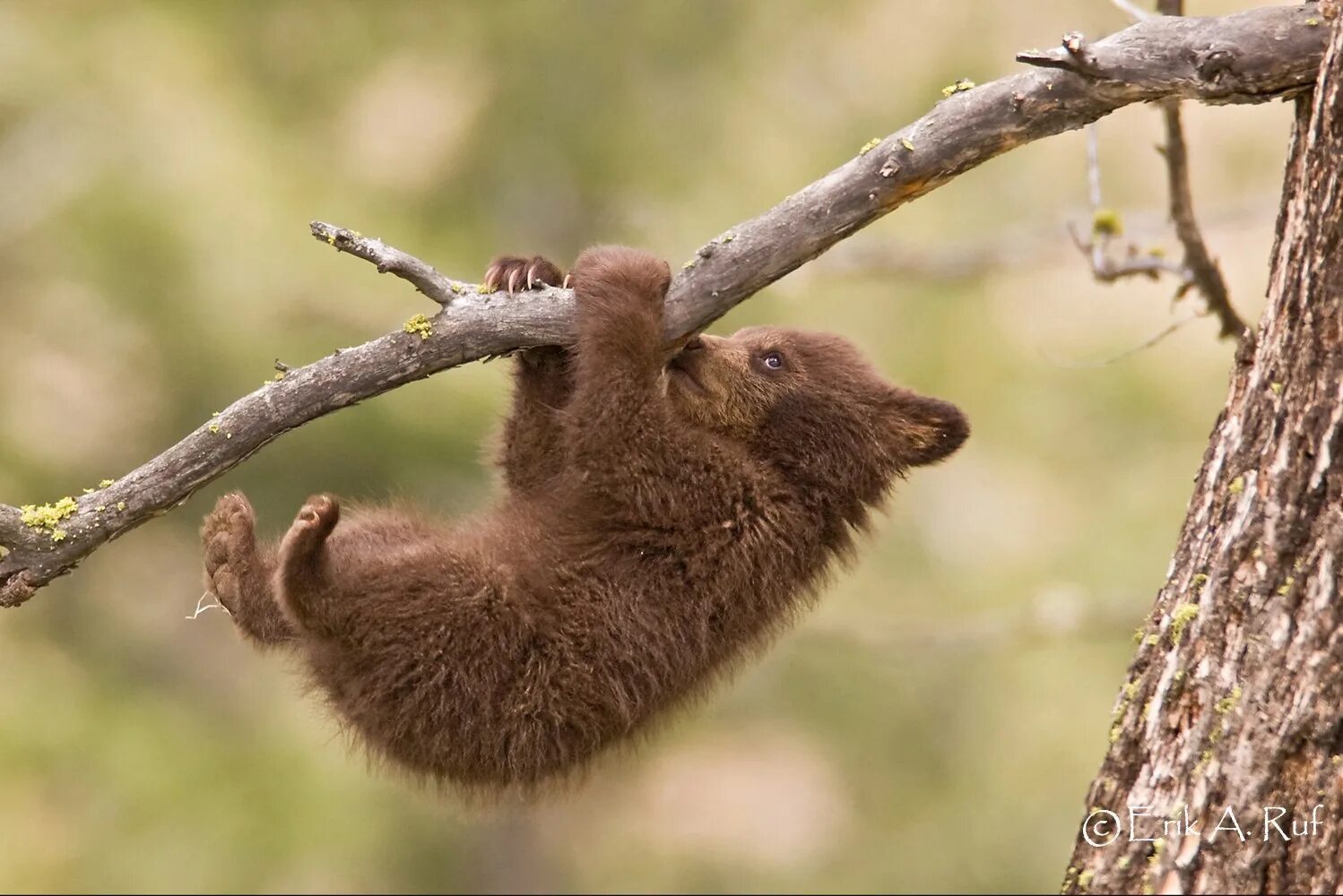 Медведь барибал умеет лазить по деревьям. Медвежонок на дереве. Медвежонок на ветке. Медведь на дереве. Медвежонок повис на ветке.