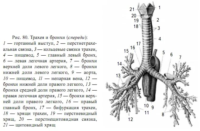 Каково строение и каковы функции трахеи. Трахея схема строения. трахея и бронхи топография. строение трахеи с бронхами. трахея и главные бронхи строение.