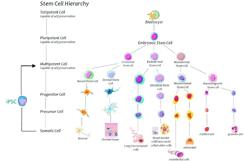Step cell. Totipotent. pluripotent, totipotent, multipotent stem cells. primary and stem cells. тухум клетками.