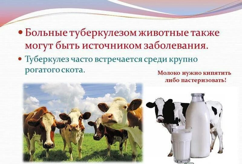 Туберкулез животных. Профилактика туберкулеза у животных. туберкулез животных презентация.
