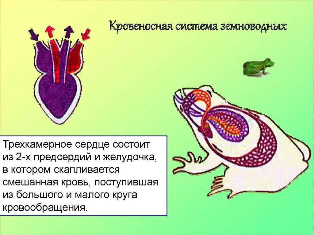 Характеристика сердца земноводных. Кровообращение амфибий. Смешанная кровь у земноводных. Кровеносная система земноводных. Сердце земноводных.