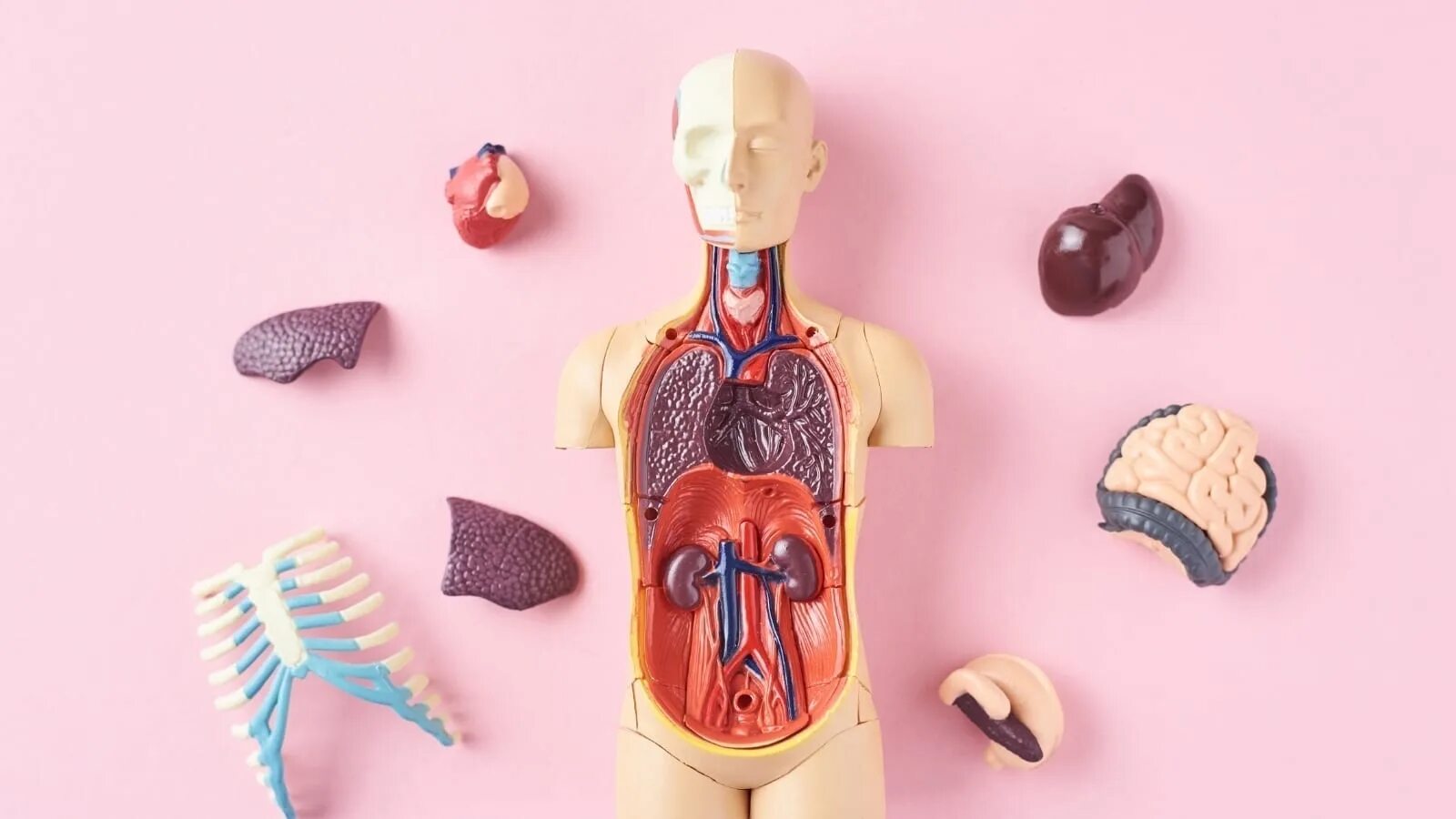 органы человека рисунок. анатомия внутренних органов человека 3д. органы человека для детей. цена каждого органа. внутренности человека анатомия расположение.