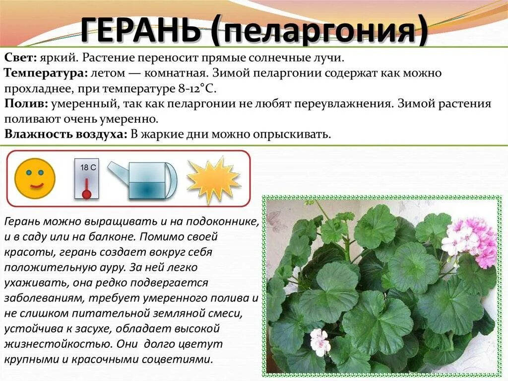 Герань в спорте запрещена. Информация про герань. Температура для герани. Правило ухода за геранью. Герань цветок комнатный характеристика.