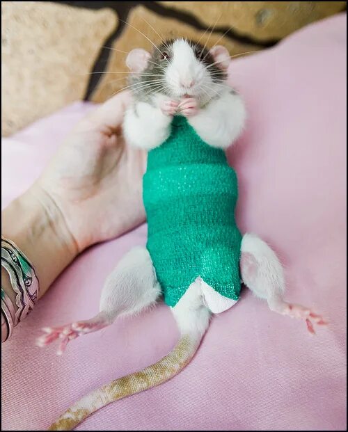 Крыса после операции. Послеоперационная попона для крысы. Крыса в носке. Защитный воротник для крыс. Воротник для крысы.