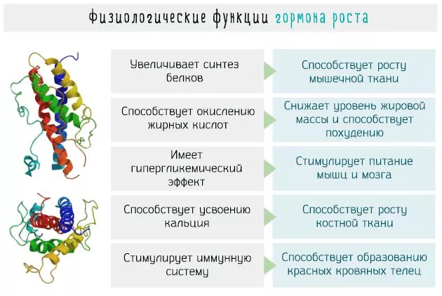 Гормон роста образуется в. Функции гормона роста в организме человека. гормон роста функции физиологические. гормон роста соматропин функции. функции гормона соматотропина.