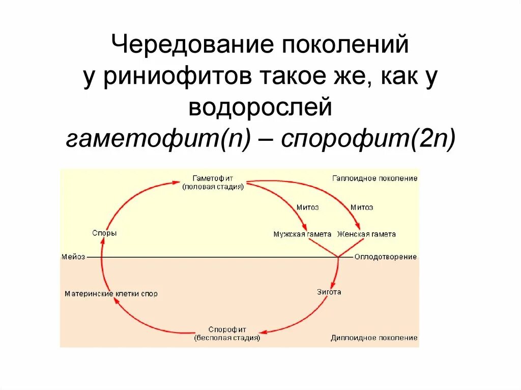 Чередование поколений происходит. Чередование поколений у водорослей. Чередование поколений у ламинарии. Чередование поколений у водорослей схема. Что представляет собой чередование поколений у водорослей.