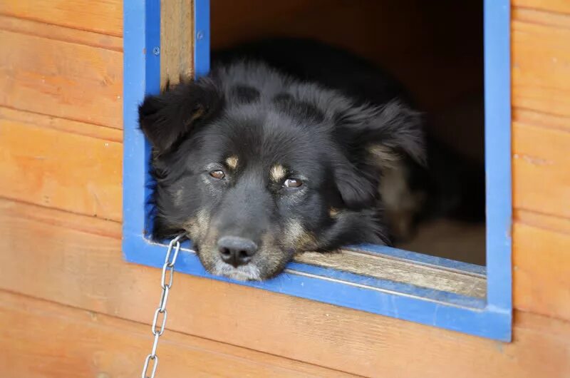 Собака гавкает. Злая собака. Лающий пес. Собака лает. Собачий лай 3.