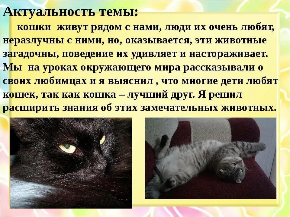 Стоит ли заводить кошку