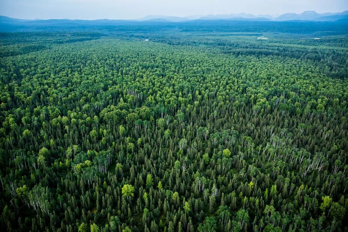 Гидроманипулятор для погрузки леса енсеред 8+. Монтажник высотник строительных лесов. Финляндия лесные плантации. Штыревые леса лш-50. Томилинский лесопарк.