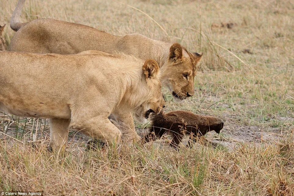 Медоед против львов фото Ratel rescues her cub from a leopard! Real Honey Badger vs Leopard Fight YouTu