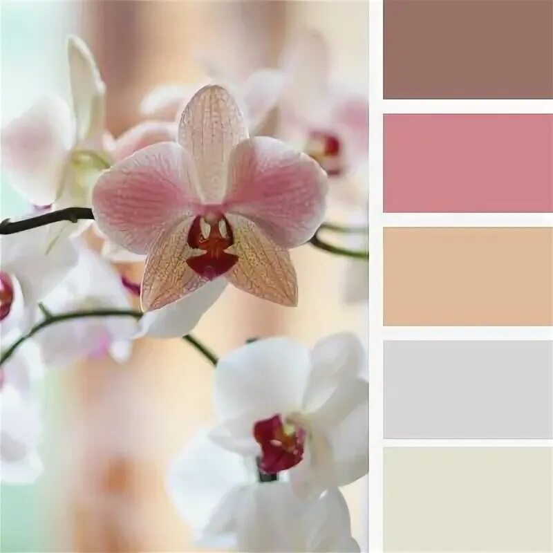 Коричневый розовый зеленый. Сочетание бежевого и розового. Сочетание цветов с шоколадным. Цветовая палитра белый розовый коричневый. Палитра розовый коричневый.