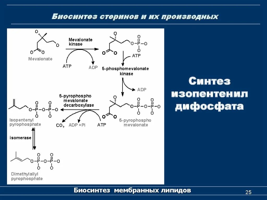 Биосинтез ростов. Синтез мембранных липидов. Биосинтез липидов. Биосинтез липидов схема. Синтез липидов биохимия.