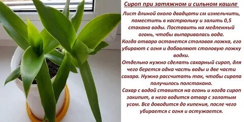 Колена золотого уса