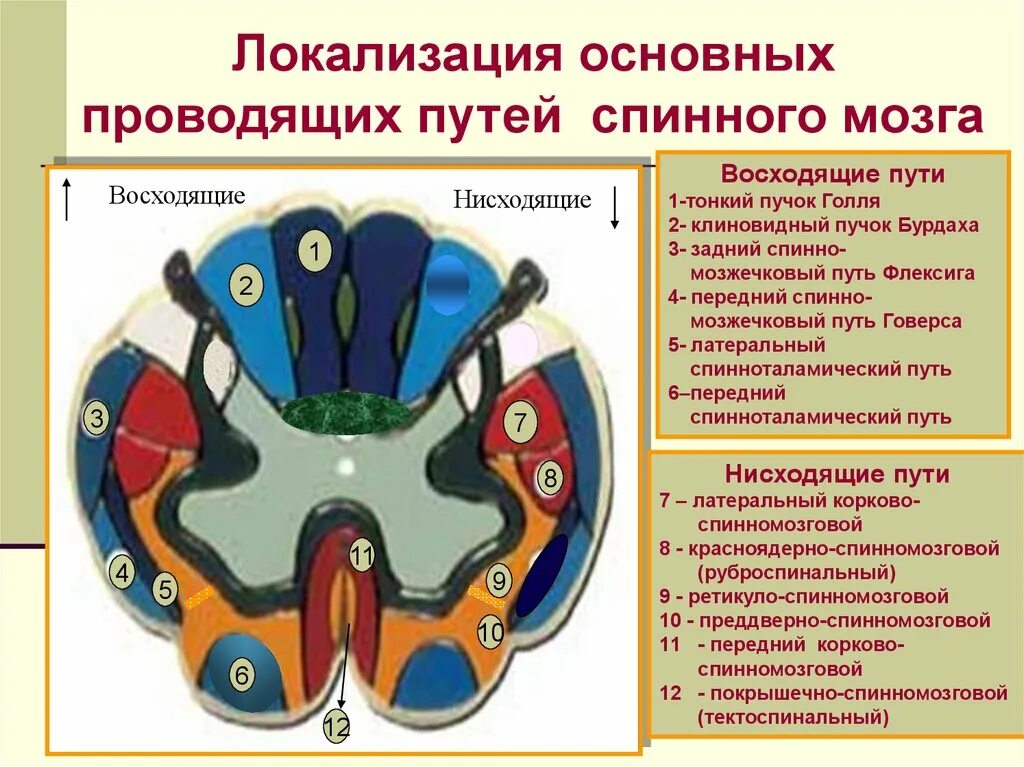 Проводящие пути спинного мозга анатомия. Проводяшие ручки спинного мозга физ. Основные проводящие пути спинного мозга восходящие. Схема основных проводящих путей спинного мозга.