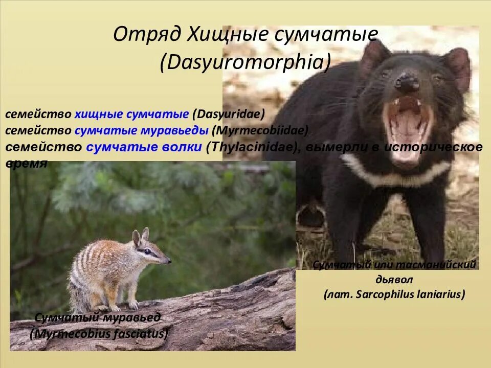 Эволюция плацентарных млекопитающих. Какие утверждения о сумчатых млекопитающих являются верными. Размножение млекопитающих. Подкласс сумчатые отряды. Общая характеристика сумчатых.