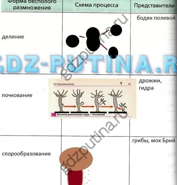 Формы бесполого размножения схема процесса. Бесполое размножение 6 класс. Бесполое размножение 6 класс биология. Форма бесполого размножения схема процесса представители.