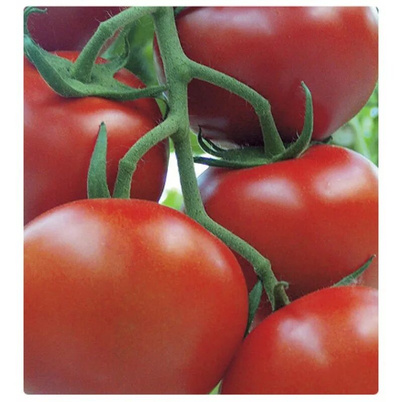 Томат 112-595 f1. Kitano. Томат кострома f1. Томат биг биф f1 (5 шт) агрос. Гавриш томат евпатор f1.