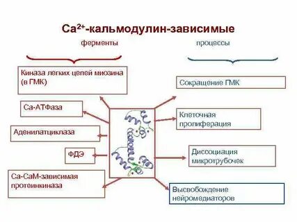 Кальций кальмодулин