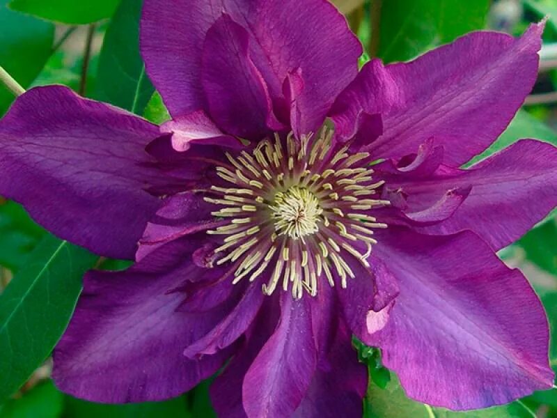 Клематисы 2 группы обрезки. Клематисы 2 группы обрезки. Клематисы 2 группы обрезки. Сорта клематисов 2 группы обрезки. Клематис вагабонд.