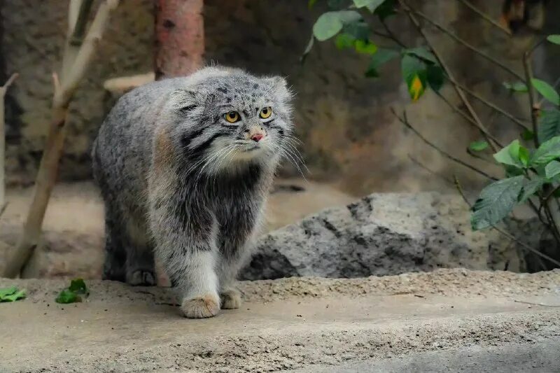 Дикий лесной кот манул. Кот манул московский зоопарк. Манул через стекло. Один манул два манула. Манул через стекло.