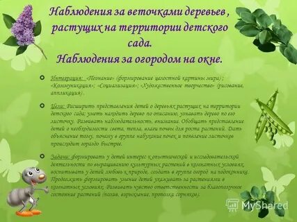Наблюдение за деревьями цель