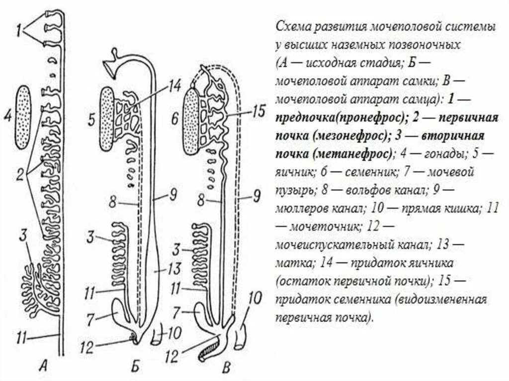 Развитие мочевыделительной системы. Пронефрос мезонефрос метанефрос. формирование мочеполовой системы. вольфов канал. пронефрос мезонефрос метанефрос таблица.
