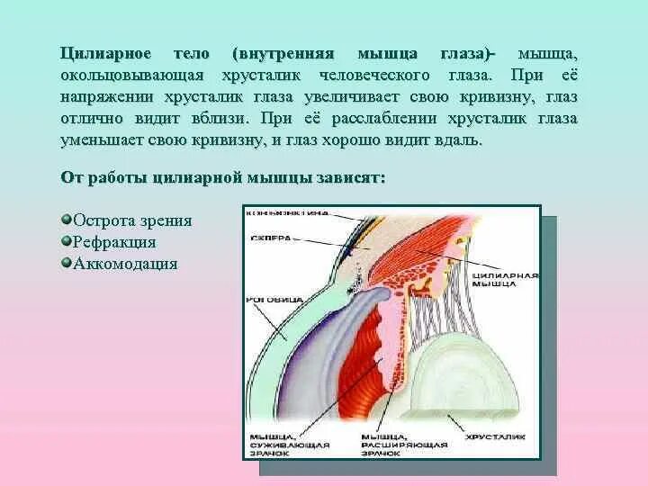 Ресничная мышца глаза функции. Строение глаза цилиарная мышца. Цилиарное тело глаза функция. Цилиарная мышца глаза человека функции. Ресничное тело глаза строение.