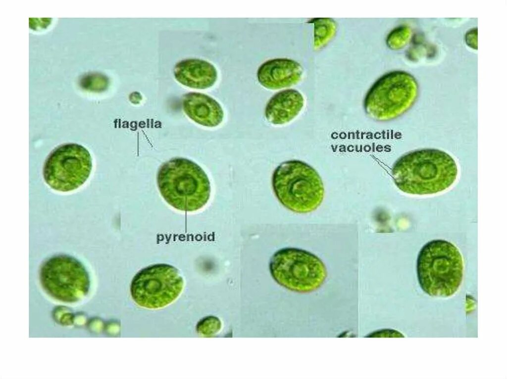 Отдел одноклеточных водорослей. Одноклеточные водоросли. Хламидомонада фото. Хламидомонада под микроскопом. Хламидомонада под микроскопом при большом увеличении.