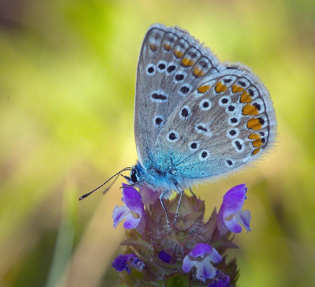 Голубянки чудесной shijimiaeoides divina. Голубянка Икар. Голубянка Икар (Polyommatus Icarus).. Голубянка Икар бабочка. Бабочка голубянка голубая.