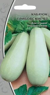 Сорт кабачков 6
