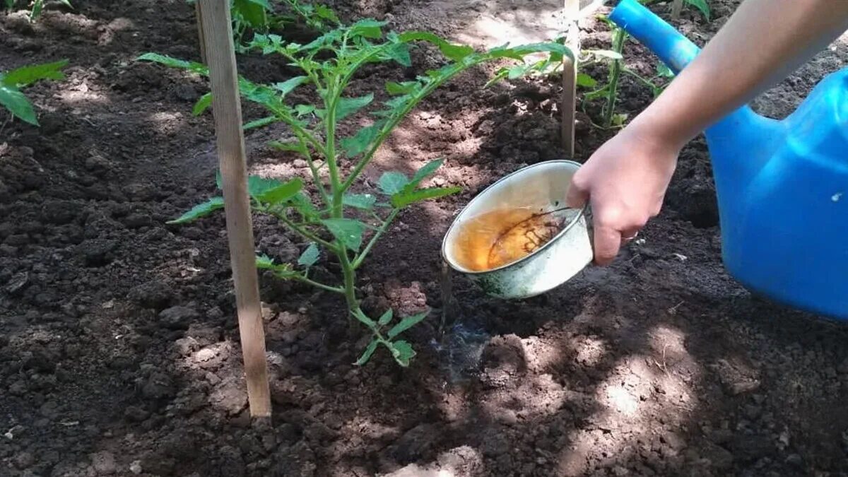 Можно ли рассаду полить золой. Подкармливаем томаты. Удобрение для томатов. Помидоры в открытом грунте. Удобрения для томатов в открытом грунте.