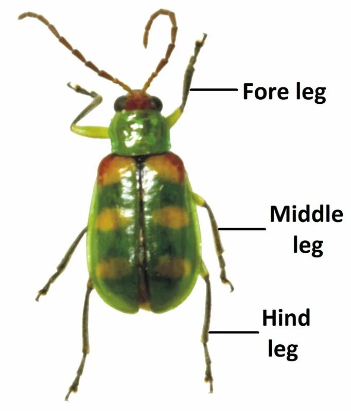 Insect legs. Thrips insects Legs. Bipedal Insectoid. Leg insect картинка для детей.