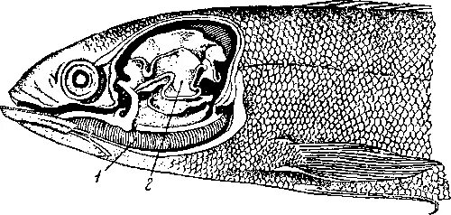 Плавательный пузырь щуки. Мезокоракоид. Орган равновесия у рыб. Мезокоракоид что это у рыб. Плавательный пузырь у щуки.