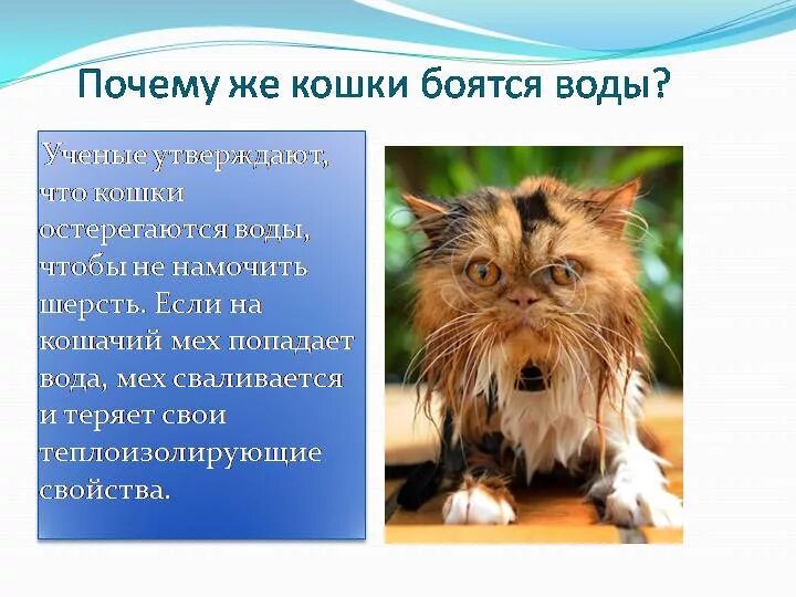 Почему лит