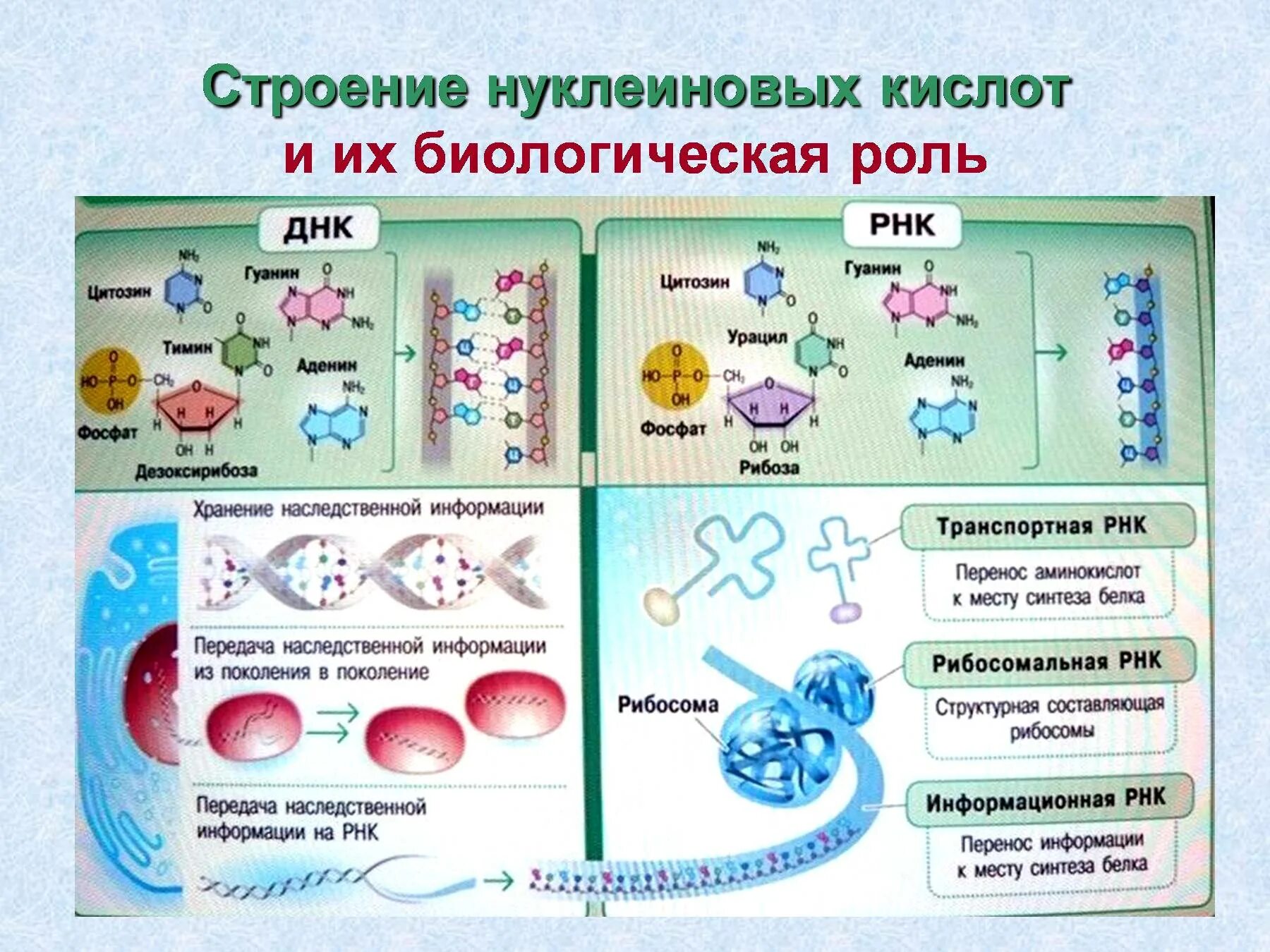 Нуклеиновые кислоты рнк функции. Состав нуклеиновых кислот ДНК РНК. Структура нуклеиновых кислот ДНК И РНК. Нуклеиновые кислоты структура ДНК. Строение и функции белков и нуклеиновых кислот.