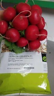 Редис селеста описание