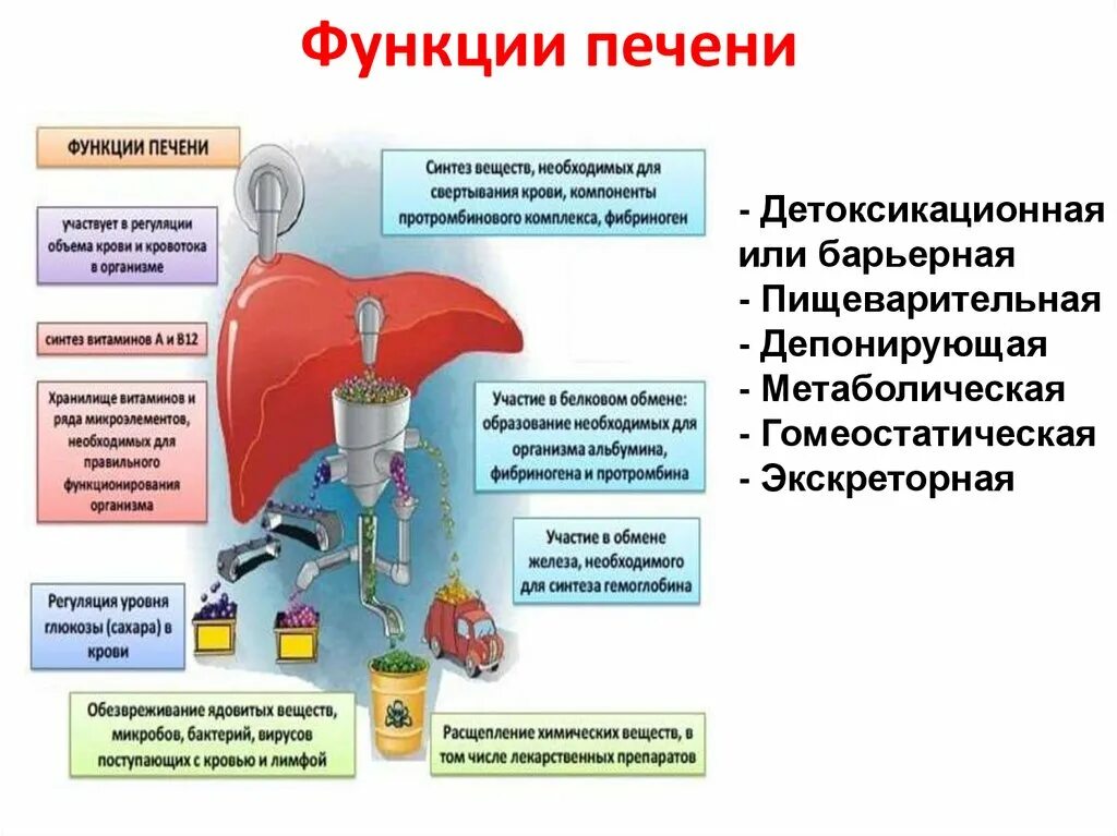 Барьерная функция печени. Детоксическая функция печени. Печень орган функции. Детоксикационная функция печени схема.