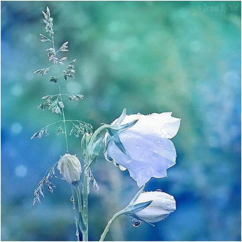 Осень делала дали нежно голубыми огэ. Нежный цветок. Бело голубые цветы. Хрупкий цветок. Нежный хрупкий цветок.