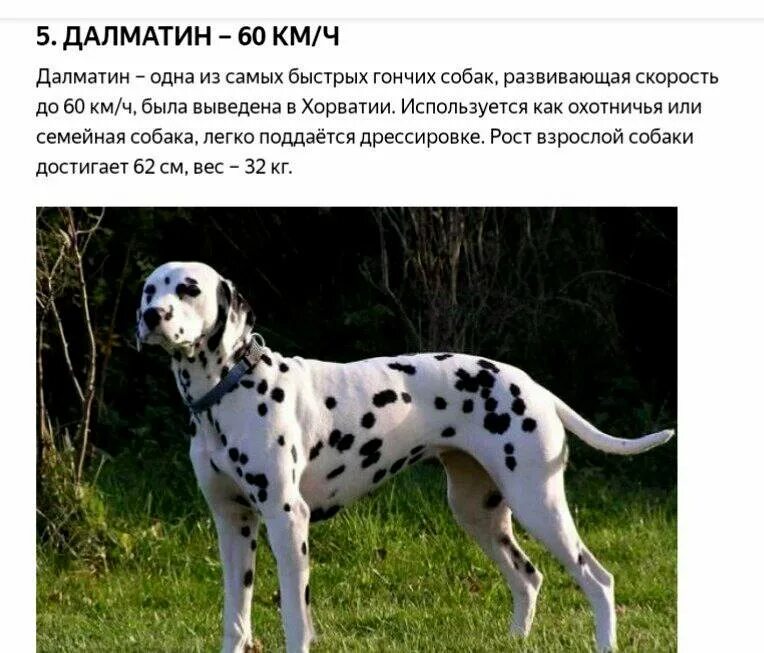 Минусы далматинцев