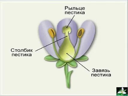 Как выглядит рыльце