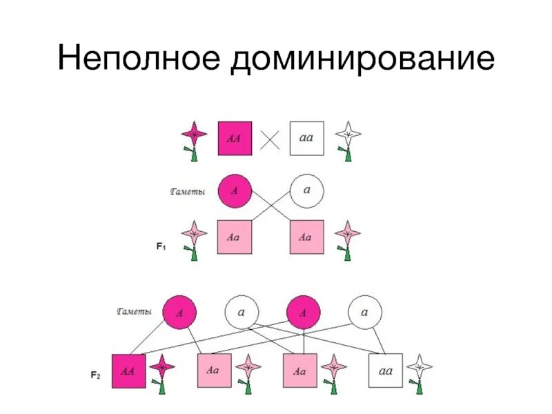 Схема наследования признаков при неполном доминировании. Схема наследования признаков при неполном. Генетические схемы неполного доминирования. Схема наследования признака в случае неполного доминирования. Особенности доминирования