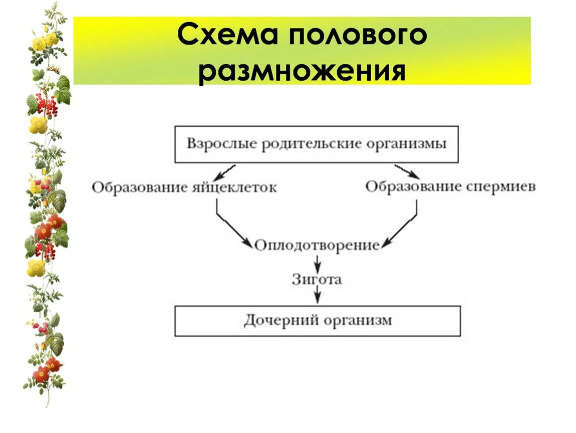 Биология тест половое размножение. Схема полового размножения цветковых растений. Схема полового размножения растений. Схема таблица размножения растений. Схема полового размножения растений 6 класс.