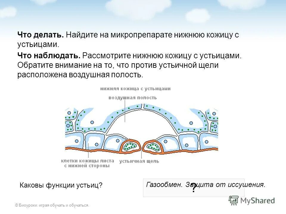 Воздушные полости функции. Воздушные полости функции