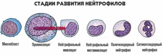 Гиперсегментация ядер нейтрофилов. Этапы созревания нейтрофилов. стадии развития нейтрофилов. миелоциты промиелоциты метамиелоциты. палочкоядерные лейкоциты.