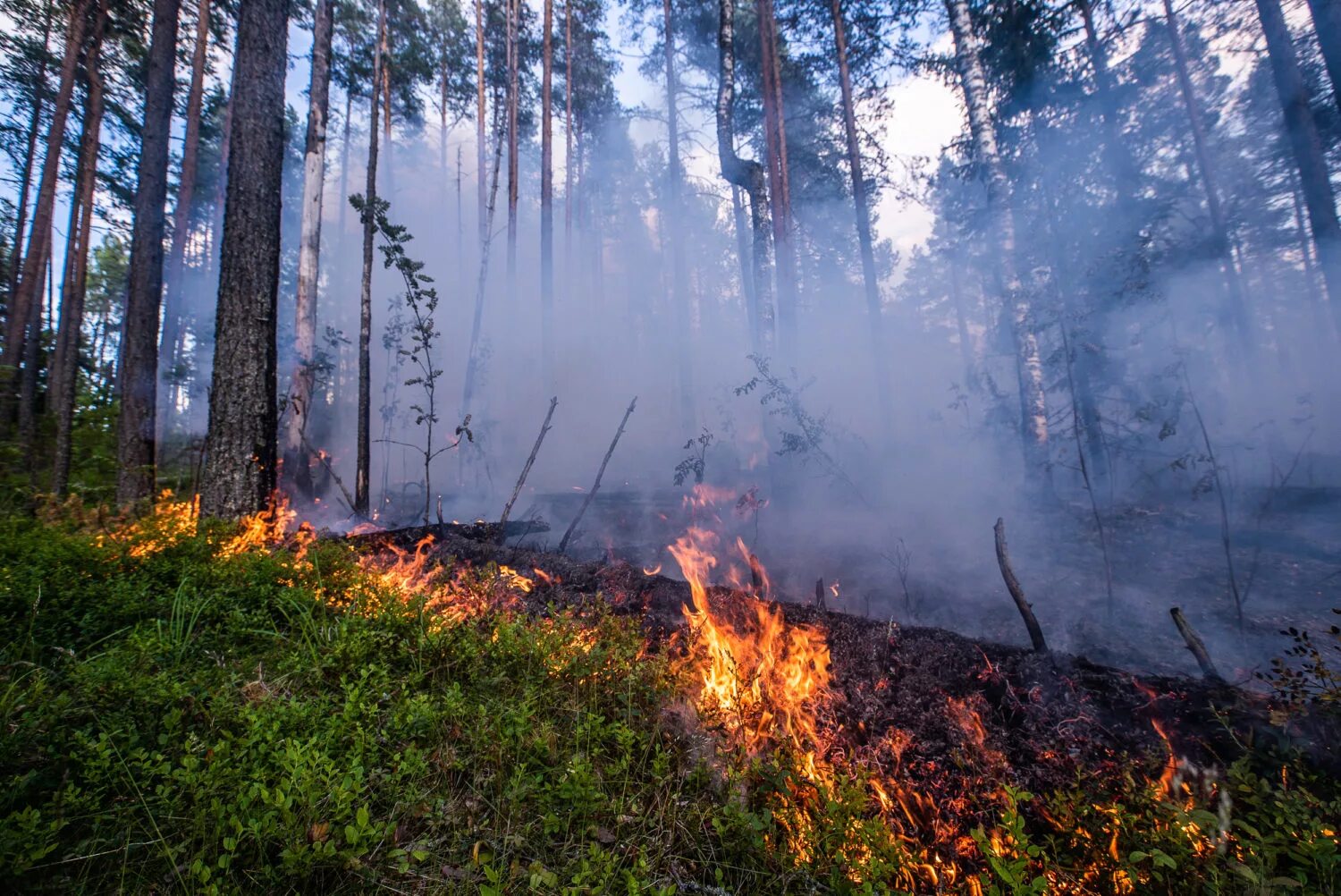 Вдали горит. Лесные пожары. Горящий лес. Пожары лесов в России. Пожары в Лесной местности.