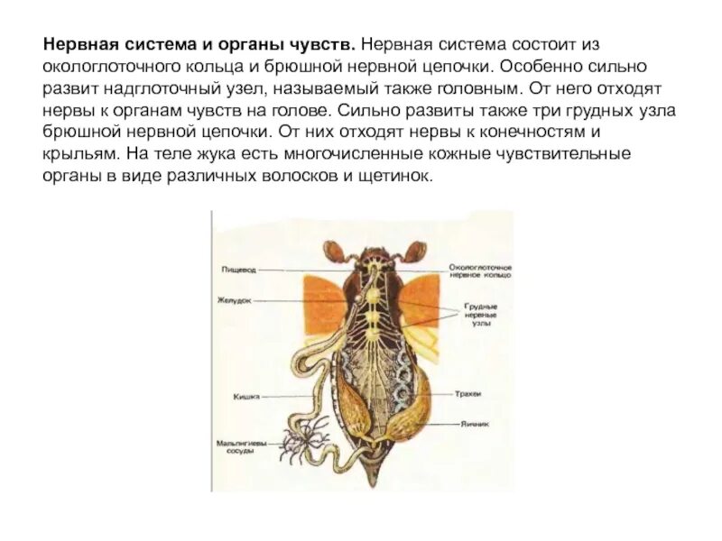 Строение насекомого майского жука. Пищеварительная система майского жука. Выделительная система майского жука 7 класс. Внутреннее строение насекомых Майский Жук. Выделительная система майского жука.