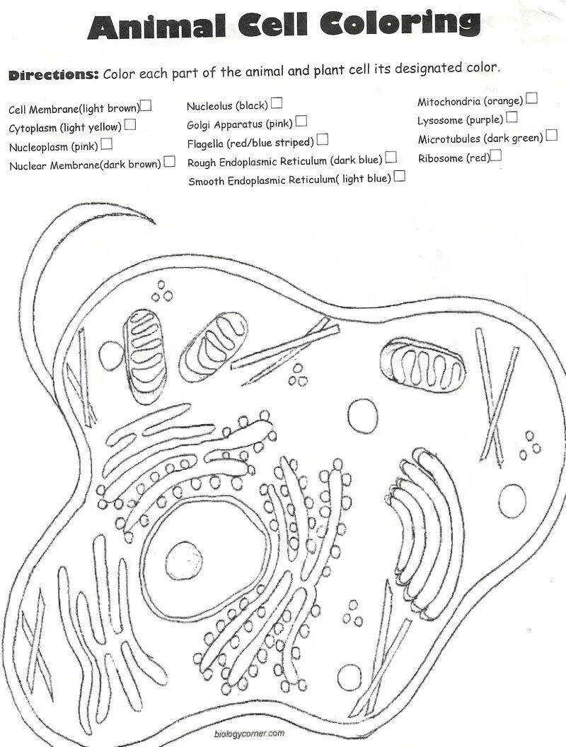 Cell color. Клетка человека раскраска. animal cell coloring русский. animal cell coloring. plant cell coloring.