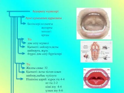 Томпақ апайлар