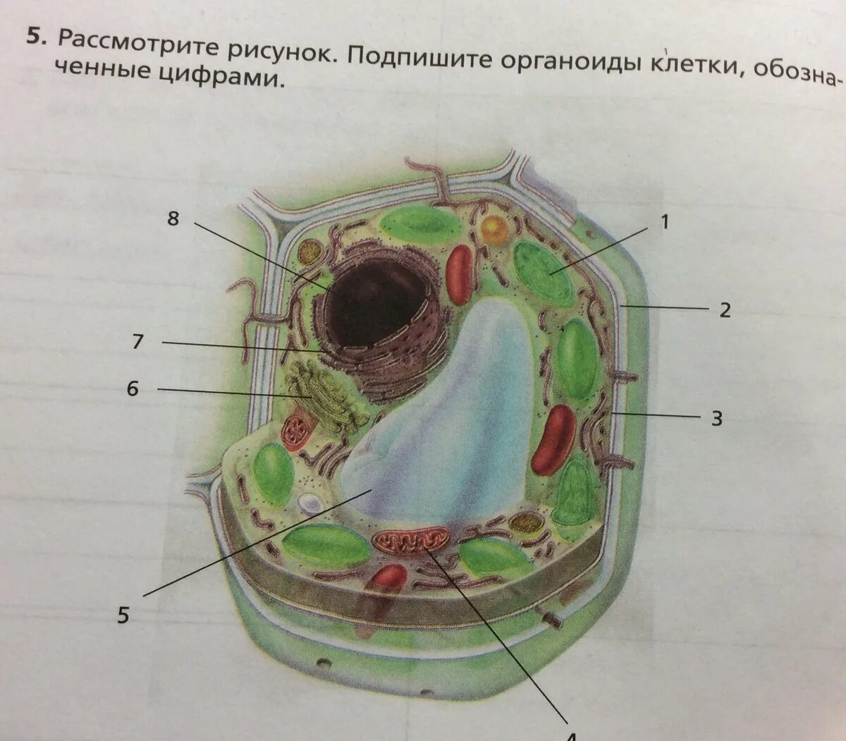 Клетка без подписей органоидов. Подпишите органоиды клетки, обозначенные цифрами.. Растительная клетка рисунок 11 класс. Органоиды растительной клетки 6 класс биология.