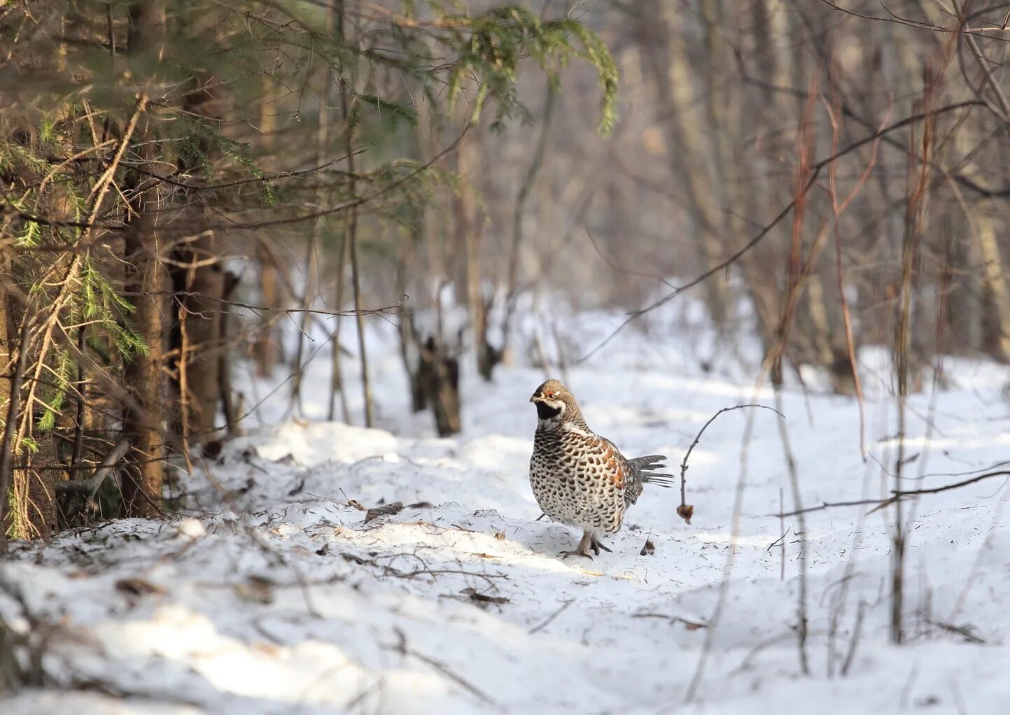На какую птицу охотятся зимой. Рябчик обыкновенный. Куропатки зимовка охота. Глухарь птица. Фазан волгодонск.